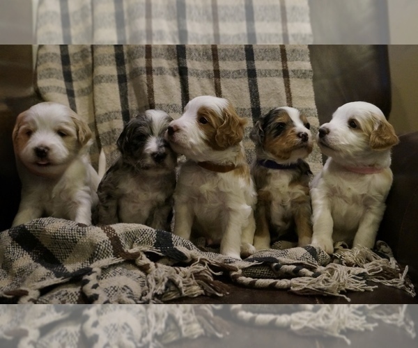 Medium Photo #8 Golden Mountain Doodle  Puppy For Sale in JIM FALLS, WI, USA