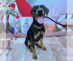 Small Doberman Pinscher