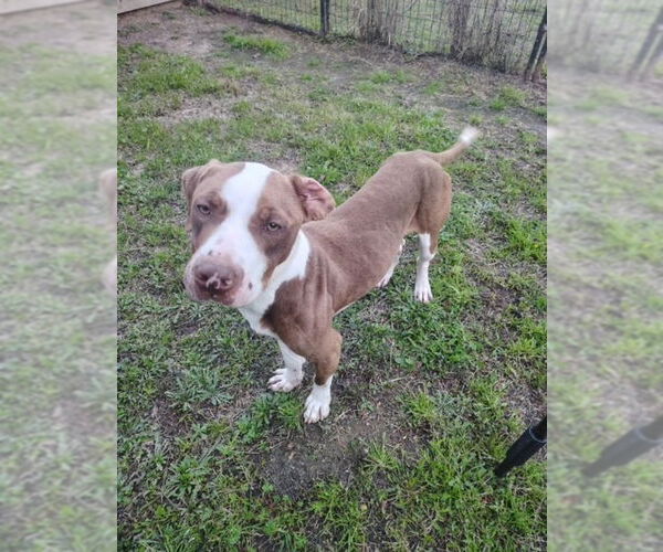Medium Photo #7 American Staffordshire Terrier-Labrador Retriever Mix Puppy For Sale in Winston Salem, NC, USA