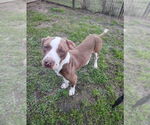 Small #6 American Staffordshire Terrier-Labrador Retriever Mix