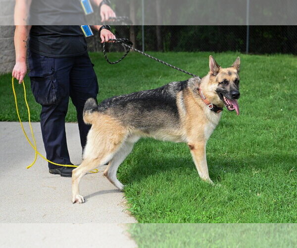 Medium Photo #3 German Shepherd Dog Puppy For Sale in Glen Allen, VA, USA