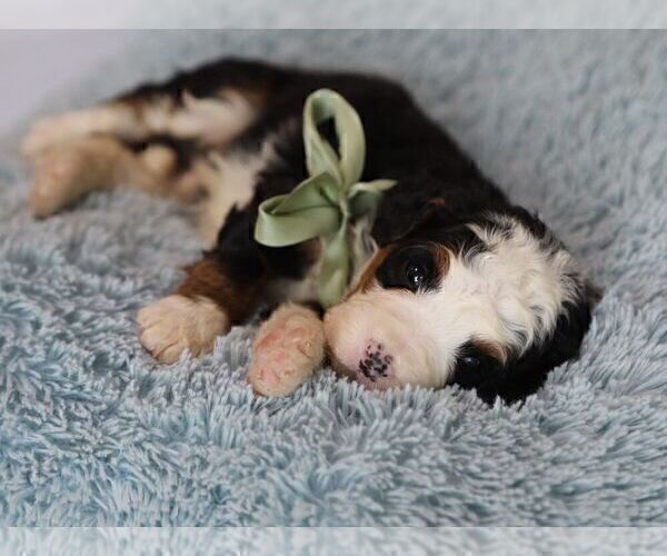 Medium Photo #9 Bernedoodle (Miniature) Puppy For Sale in BILLERICA, MA, USA
