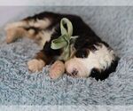 Small #8 Bernedoodle (Miniature)