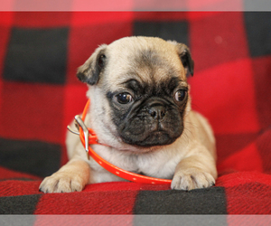 Jug-Pug Mix Puppy for sale in LIBERTY, KY, USA