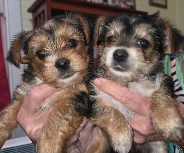Medium Photo #2 Yorkshire Terrier Puppy For Sale in BEAUFORT, SC, USA