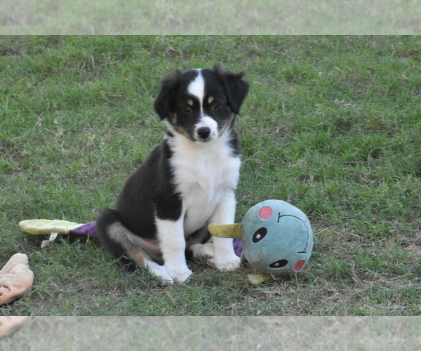 Medium Photo #1 Miniature Australian Shepherd Puppy For Sale in KYLE, TX, USA
