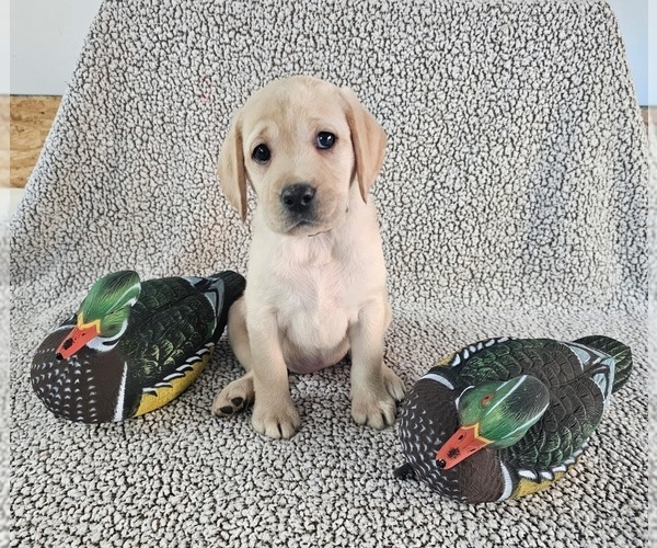 Medium Photo #4 Labrador Retriever Puppy For Sale in GABLE, SC, USA