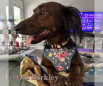 Small #9 Dachshund