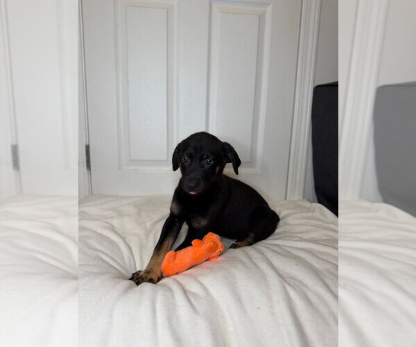 Medium Photo #3 German Shepherd Dog Puppy For Sale in Minneapolis, MN, USA