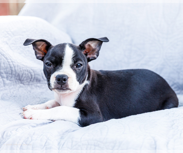 Medium Photo #21 Boston Terrier Puppy For Sale in WAKARUSA, IN, USA
