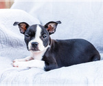 Small Photo #21 Boston Terrier Puppy For Sale in WAKARUSA, IN, USA