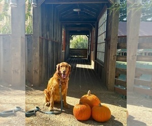 Mother of the Golden Retriever puppies born on 05/28/2026