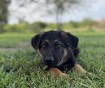 Small #1 German Shepherd Dog