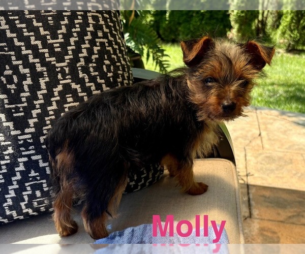 Medium Photo #3 Yorkshire Terrier Puppy For Sale in FAIR HAVEN, MI, USA