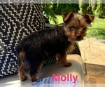 Small #2 Yorkshire Terrier