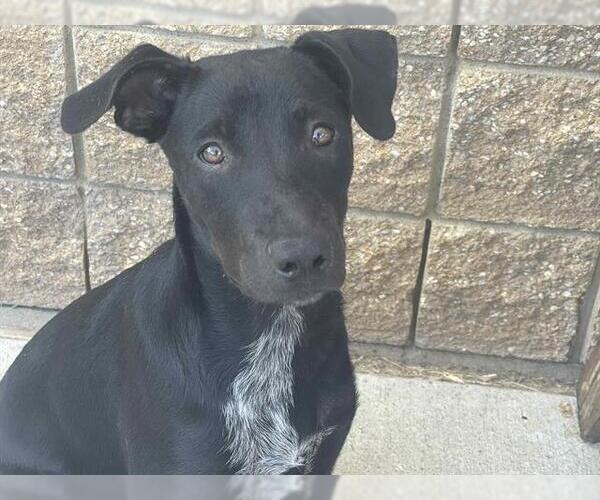Medium Photo #1 Labrador Retriever-Unknown Mix Puppy For Sale in Tulsa, OK, USA
