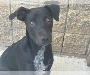 Medium Labrador Retriever Mix