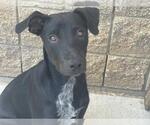 Small Labrador Retriever Mix