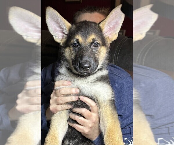 Medium Photo #2 German Shepherd Dog Puppy For Sale in SACRAMENTO, CA, USA