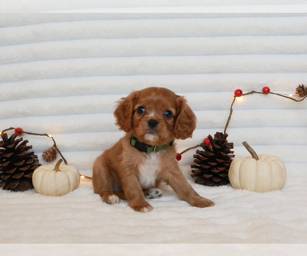 Medium Photo #1 Cavalier King Charles Spaniel Puppy For Sale in MARCELLUS, MI, USA