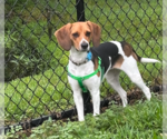 Small #7 Beagle