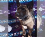 Small Photo #3 Akita Puppy For Sale in LIVINGSTON, MT, USA