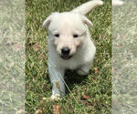 Small #1 German Shepherd Dog