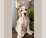 Puppy Laurel Goldendoodle