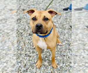 American Bulldog-Unknown Mix Dogs for adoption in Jackson , NJ, USA