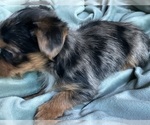 Small Photo #2 Yorkshire Terrier Puppy For Sale in RENO, NV, USA
