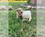 Small Photo #8 Golden Retriever Puppy For Sale in LITTLE FLOCK, AR, USA