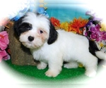 Small #2 ShihPoo-Yorkshire Terrier Mix