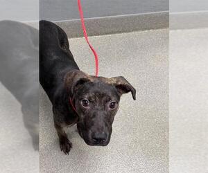 Mutt Dogs for adoption in Las Vegas, NV, USA