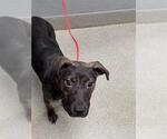 LINDA - Female Mutt Dog for Adoption - Small photo