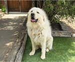 Small #1 Golden Pyrenees
