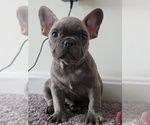 Small Photo #3 French Bulldog Puppy For Sale in MARTINSVILLE, IN, USA