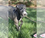 Small Photo #42 Italian Greyhound Puppy For Sale in SAINT GEORGE, UT, USA