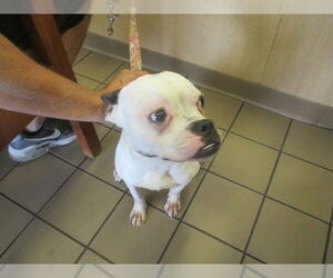 American Staffordshire Terrier Dogs for adoption in Ocala, FL, USA