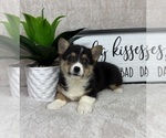 Small #3 Pembroke Welsh Corgi