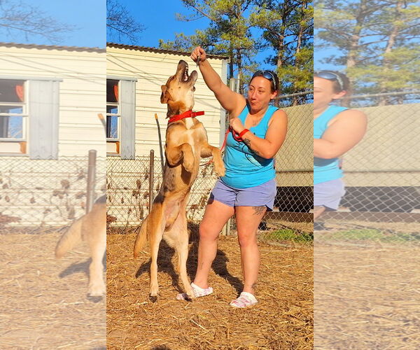 Medium Photo #4 Catahoula Leopard Dog-Unknown Mix Puppy For Sale in Wetumpka, AL, USA