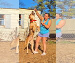 Small #3 Catahoula Leopard Dog Mix