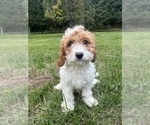 Small #46 Cavapoo-Poodle (Miniature) Mix