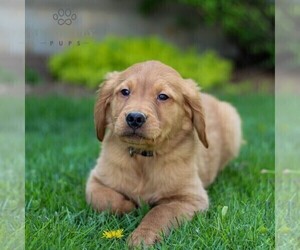 Great Dane Puppy for sale in EPHRATA, PA, USA