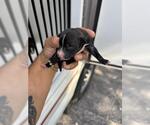 Small Chihuahua