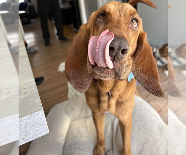 Medium Photo #4 Bloodhound-Unknown Mix Puppy For Sale in Brewster, NY, USA