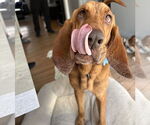 Small #3 Bloodhound Mix