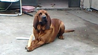 Bloodhound Puppy for sale in PORT ARTHUR, TX, USA