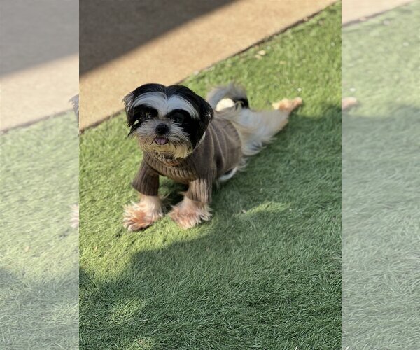 Medium Photo #6 Shih Tzu Puppy For Sale in Dana Point, CA, USA