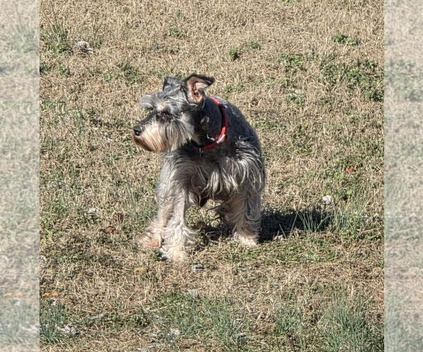 Medium Photo #4 - Mix Puppy For Sale in Lenoir, NC, USA