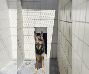 German Shepherd Dog Dogs for adoption in Corpus Christi, TX, USA